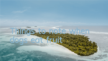 TThings to note when dogs eat fruit