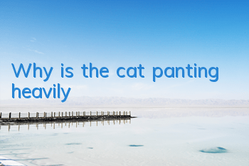 Why is the cat panting heavily?