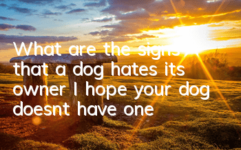 What are the signs that a dog hates its owner? I hope your dog doesn’t have one!