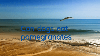 Can dogs eat pomegranates?