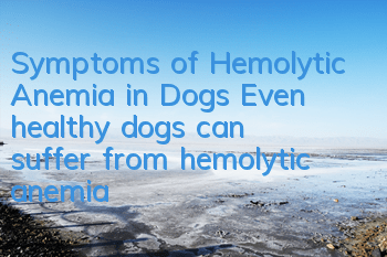 Symptoms of Hemolytic Anemia in Dogs Even healthy dogs can suffer from hemolytic anemia!