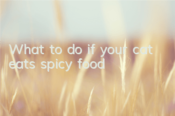 What to do if your cat eats spicy food