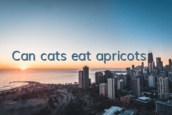 Can cats eat apricots?