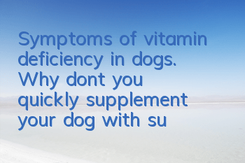 Symptoms of vitamin deficiency in dogs. Why don’t you quickly supplement your dog with such important vitamins?