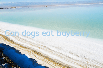 Can dogs eat bayberry?