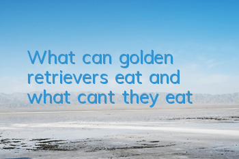 TWhat can golden retrievers eat and what can’t they eat?
