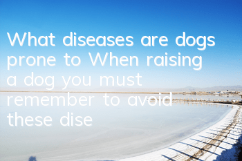 What diseases are dogs prone to? When raising a dog, you must remember to avoid these diseases!