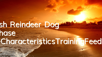 Finnish Reindeer Dog Purchase Price_Characteristics_Training_Feeding