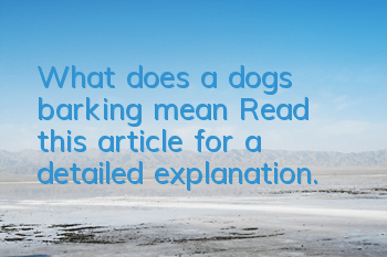 What does a dog’s barking mean? Read this article for a detailed explanation.