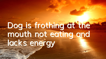 Dog is frothing at the mouth, not eating, and lacks energy