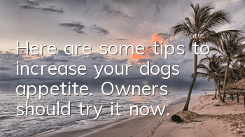 Here are some tips to increase your dog’s appetite. Owners should try it now.