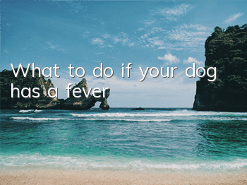 What to do if your dog has a fever