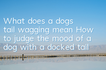 What does a dog’s tail wagging mean? How to judge the mood of a dog with a docked tail