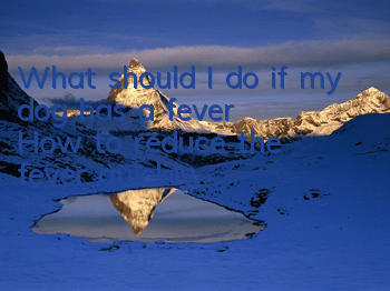 What should I do if my dog ​​has a fever? How to reduce the fever quickly?