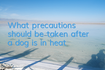 What precautions should be taken after a dog is in heat?