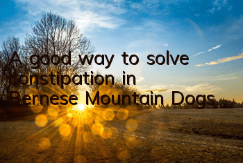 A good way to solve constipation in Bernese Mountain Dogs