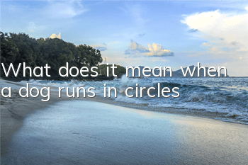 What does it mean when a dog runs in circles?