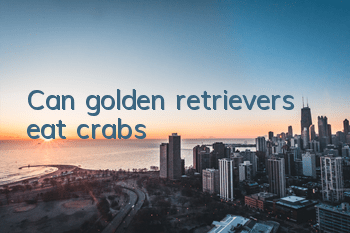 Can golden retrievers eat crabs?