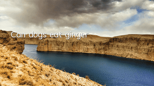 TCan dogs eat ginger?