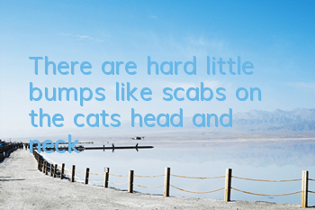 TThere are hard little bumps like scabs on the cat’s head and neck