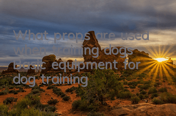TWhat props are used when training dogs? Basic equipment for dog training!