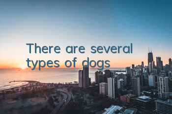 There are several types of dogs