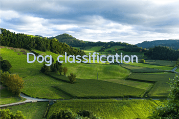 Dog classification