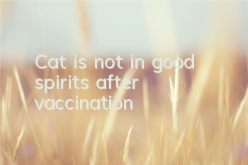 Cat is not in good spirits after vaccination