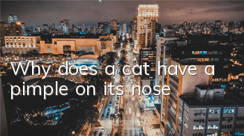 Why does a cat have a pimple on its nose?