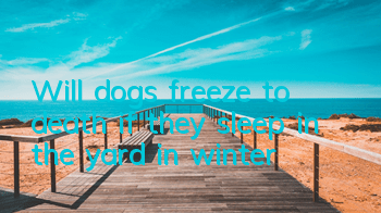 Will dogs freeze to death if they sleep in the yard in winter?