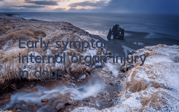 Early symptoms of internal organ injury in dogs