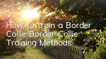 How to train a Border Collie? Border Collie Training Methods