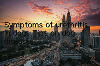 Symptoms of urethritis in dogs Tips on dog diseases