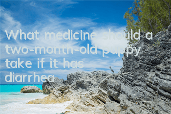 TWhat medicine should a two-month-old puppy take if it has diarrhea?