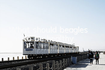 What should beagles eat to be healthy?