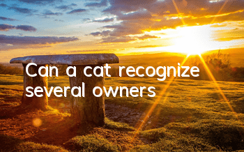 Can a cat recognize several owners?