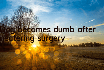 Dog becomes dumb after neutering surgery