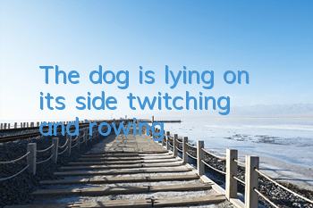 The dog is lying on its side, twitching and rowing