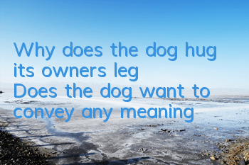 Why does the dog hug its owner's leg? Does the dog want to convey any meaning?