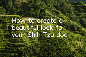 How to create a beautiful look for your Shih Tzu dog