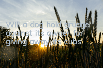 Will a dog hold grudge against its owner for giving away its cubs?