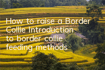 How to raise a Border Collie? Introduction to border collie feeding methods