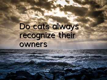 Do cats always recognize their owners?