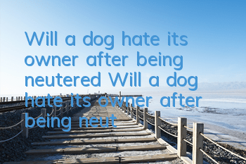 Will a dog hate its owner after being neutered? Will a dog hate its owner after being neutered?