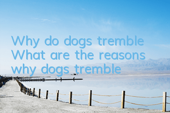 Why do dogs tremble? What are the reasons why dogs tremble?