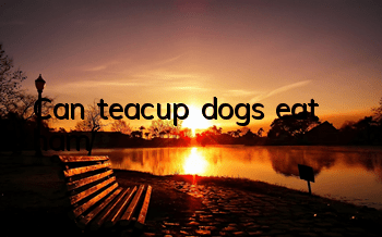TCan teacup dogs eat ham?