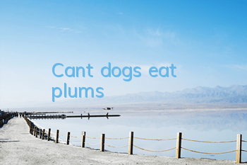 TCan’t dogs eat plums?