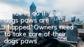 What to do if your dog’s paws are chapped. Owners need to take care of their dog’s paws!