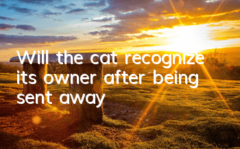 Will the cat recognize its owner after being sent away?