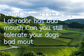 What should I do if my Labrador has bad mouth? Can you still tolerate your dog’s bad mouth?